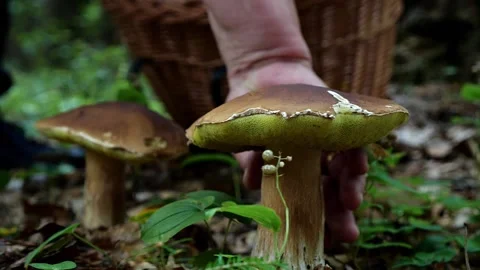 Mushrooms in a forest 動画素材 162178070