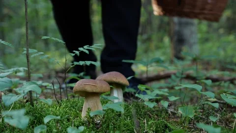 Mushrooms in a forest 動画素材 162178111