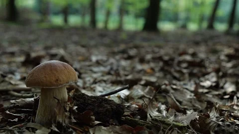 Mushrooms in a forest 動画素材 162178126