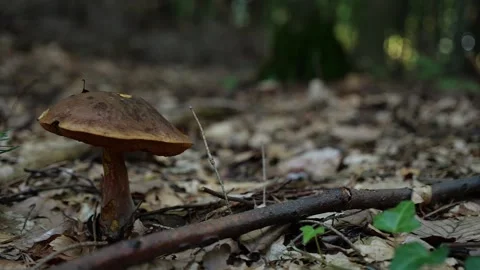 Mushrooms in a forest 動画素材 162178139