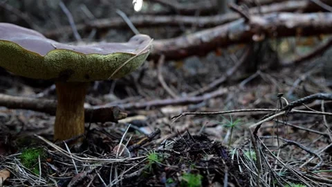 Mushrooms in a forest 動画素材 162178165