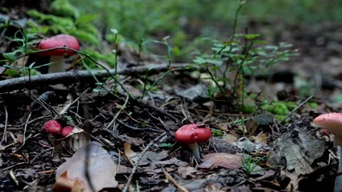 Mushrooms in a forest 動画素材 162178203