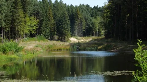 Mushrooms in a forest 動画素材 162178235