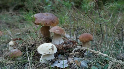 Mushrooms in a forest 動画素材 162178252