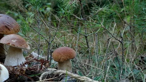 Mushrooms in a forest 動画素材 162178255