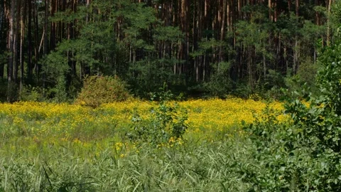 Mushrooms in a forest 動画素材 162178268