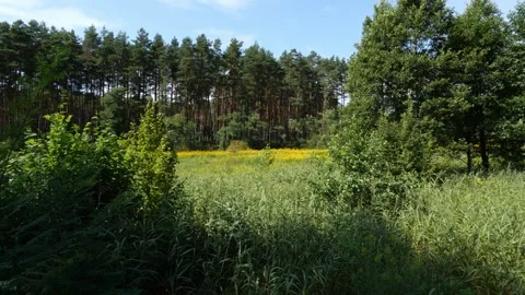 Mushrooms in a forest 動画素材 162178306