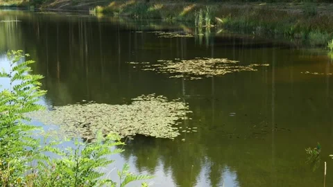 Mushrooms in a forest 動画素材 162178333