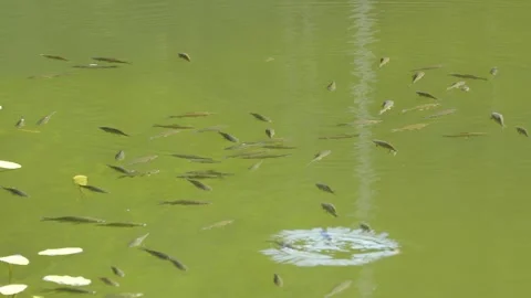 Mushrooms in a forest 動画素材 162178363