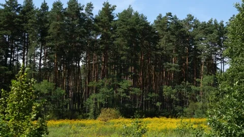 Mushrooms in a forest 動画素材 162178368