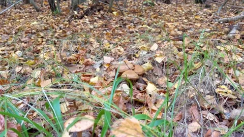Mushrooms in the forest Stock Footage 219284804