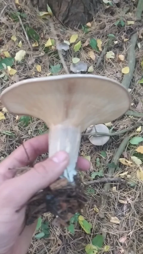 Mushrooms in the forest Video stock 226404757