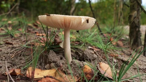 Mushrooms in the forest Stock Footage 252084822