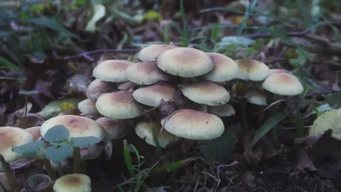 Mushrooms in forest Stock Footage 260635394