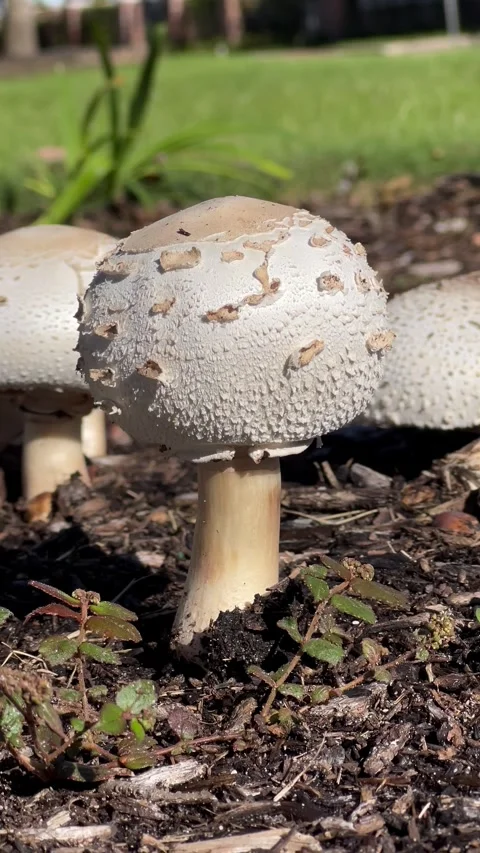 Mushrooms in a forest Stock Footage 337108942