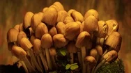 Mushrooms In The Forest, Growth And Destruction Stock Footage