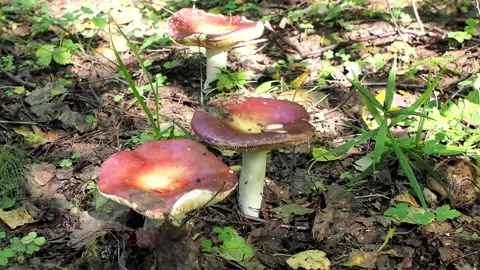 Mushrooms in the forest, illuminated by the sun. Stock Footage
