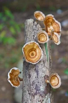 Mushrooms in forest Stock Photos