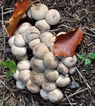 Mushrooms in the forest Stock Photos