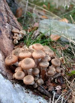 Mushrooms in the forest Stock Photos