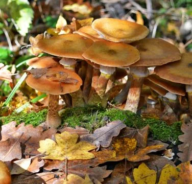 Mushrooms in the forest Stock-Fotos