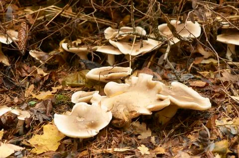 Mushrooms in the forest Stock Photos