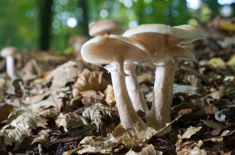 Mushrooms in forest Stock Photos
