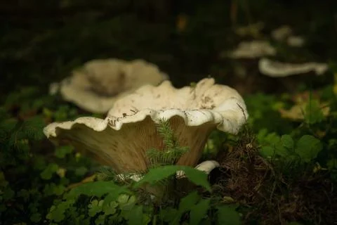 Mushrooms in the forest Foto stock