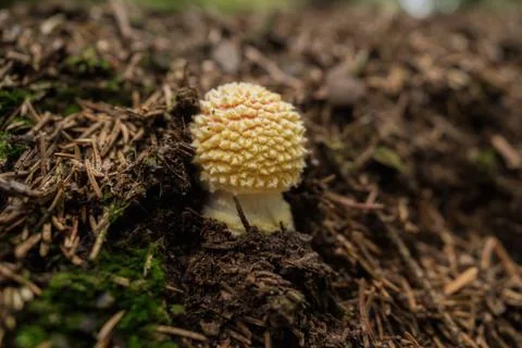 Mushrooms in the forest 写真素材