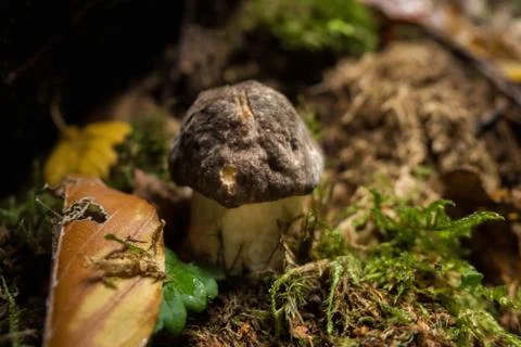 Mushrooms in the forest Foto stock