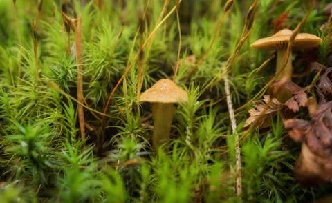 Mushrooms in the forest Foto stock