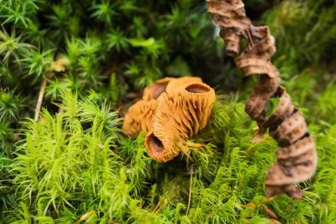 Mushrooms in the forest Stock Photos