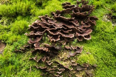 Mushrooms in the forest Stock-Fotos