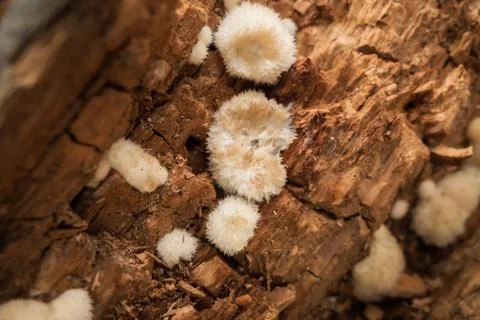 Mushrooms in the forest Stock Photos
