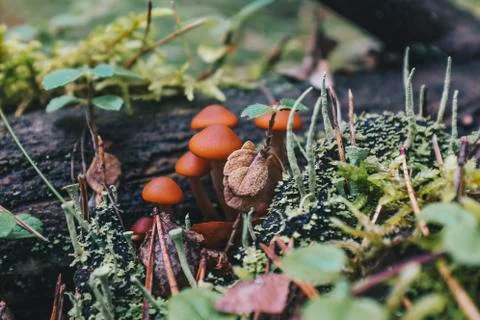 Mushrooms in the forest Stock Photos