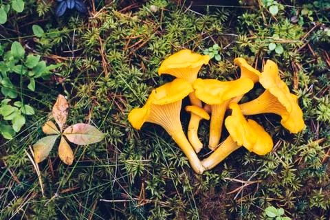 Mushrooms in the forest Stock Photos