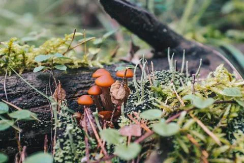 Mushrooms in the forest 写真素材