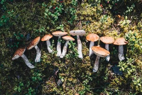 Mushrooms in the forest Stock Photos