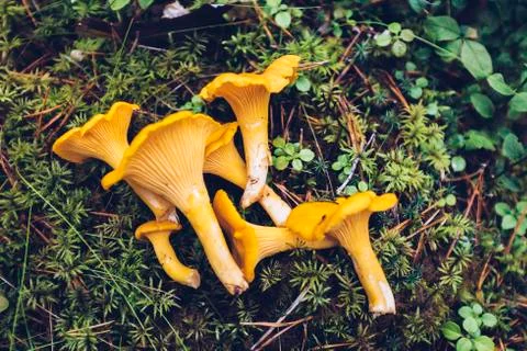 Mushrooms in the forest Stock Photos