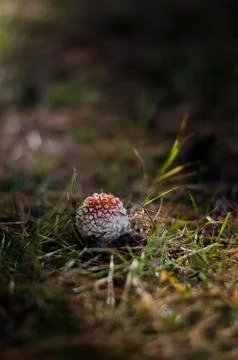 Mushrooms in the forest. Stock Photos