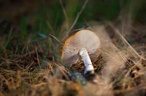 Mushrooms in the forest. Stock Photos