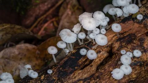Mushrooms in the forest Stock Photos