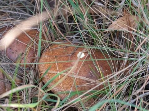 Mushrooms in the forest Stock Photos