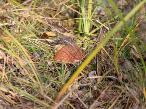 Mushrooms in the forest Stock Photos