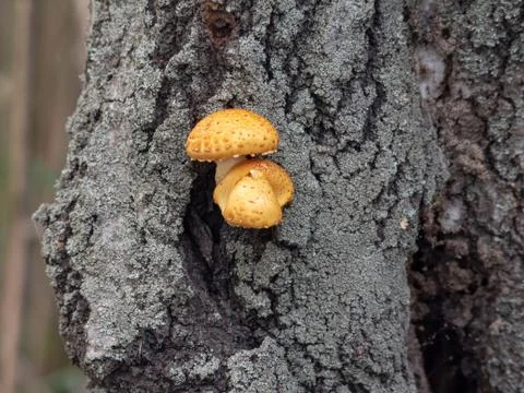 Mushrooms in the forest Stock Photos