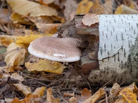 Mushrooms in the forest Stock Photos