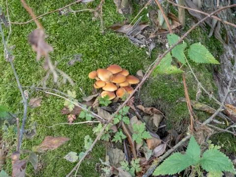 Mushrooms in the forest Stock Photos