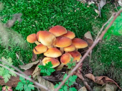Mushrooms in the forest Stock Photos