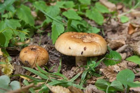 Mushrooms in the forest. . Stock Photos