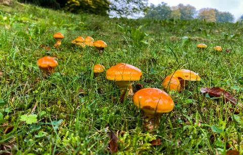 Mushrooms in the forest Stock Photos